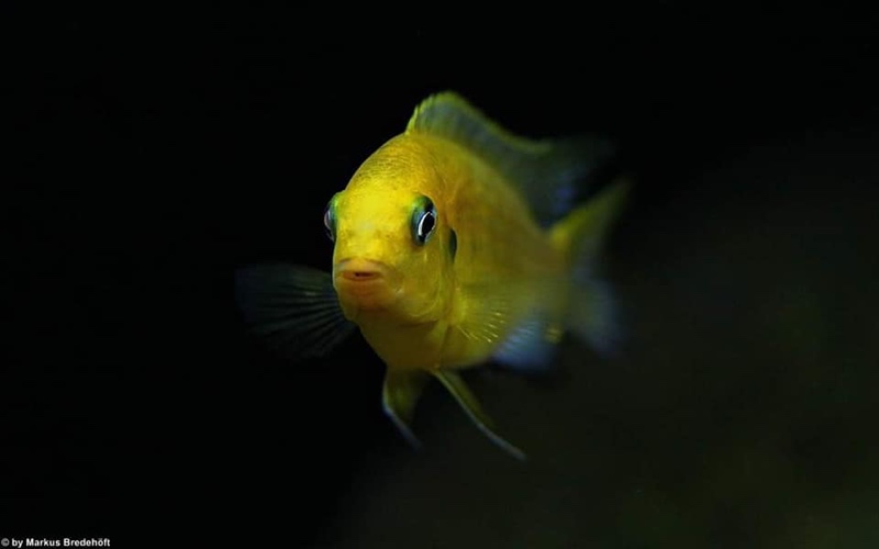 Tropheops macrophthalmus 'Lumbira'